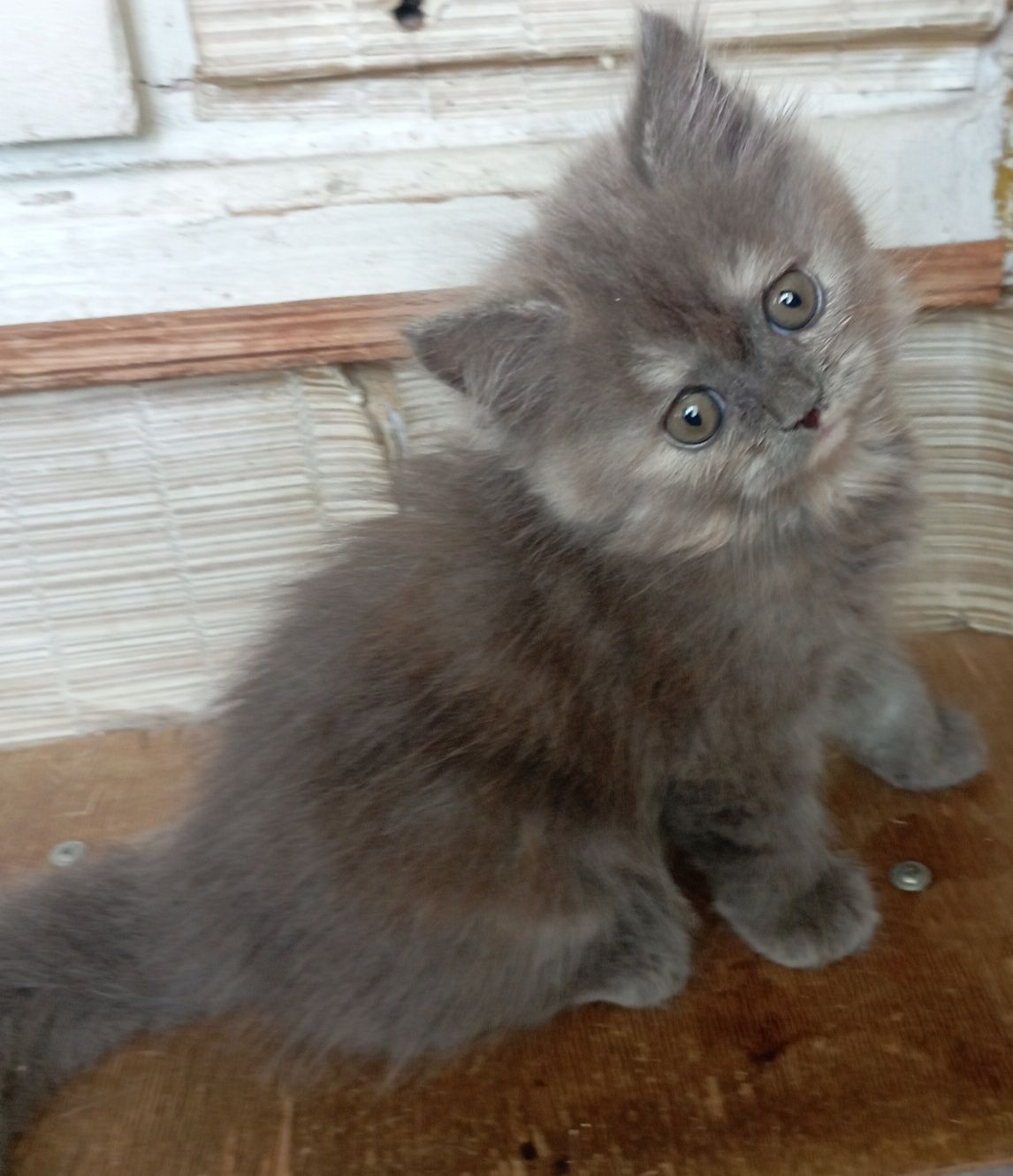 Котёнок 2 мес. девочка