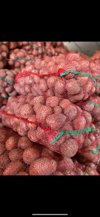 Cartofi de consum Rivola, Bellarosa (roșii) și Ultra, Carrera (albi)