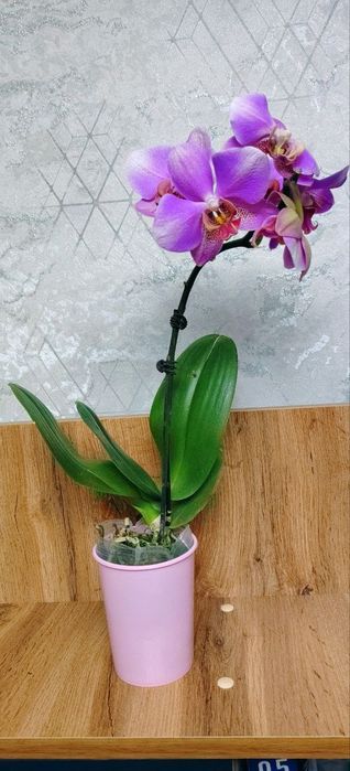 Орхидеи Phalaenopsis