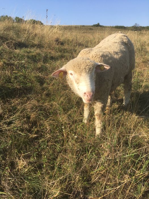 Scinb berbec ill de frans