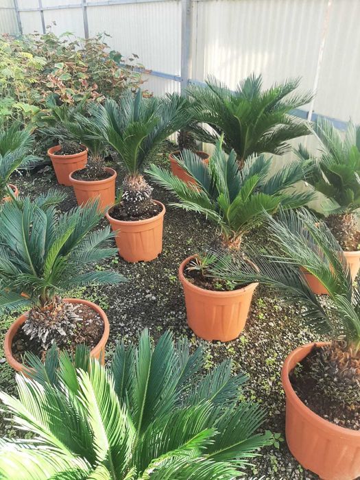 Vând și livrez plante magnolie, trandafiri, Tuia, Platan, mesteacăn