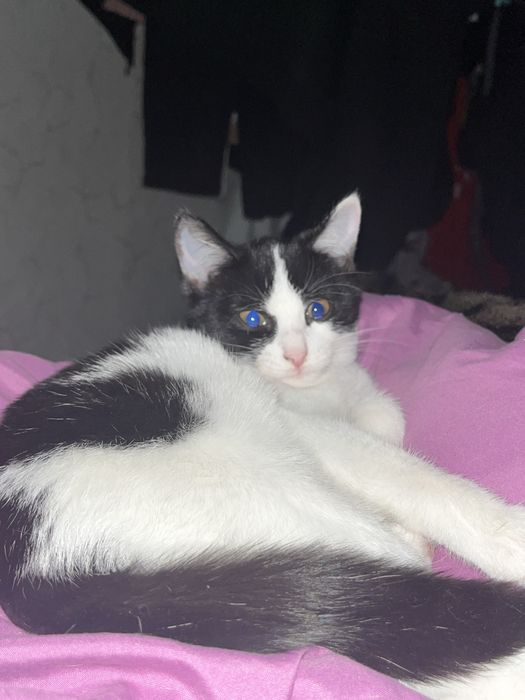 отдам бесплатно