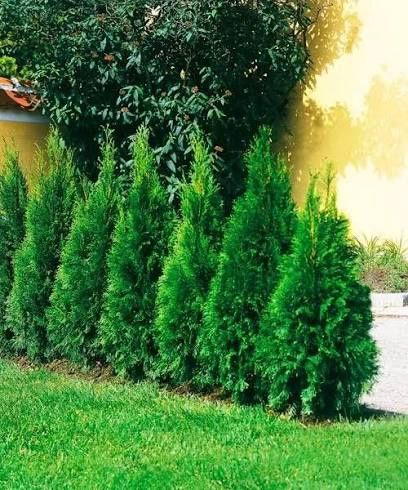 Tuia smaragd la ghiveci