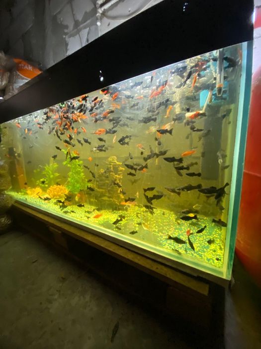 Pesti Xifori si Molly