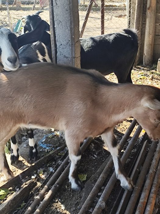 Căprițe tinere, Ieduțe