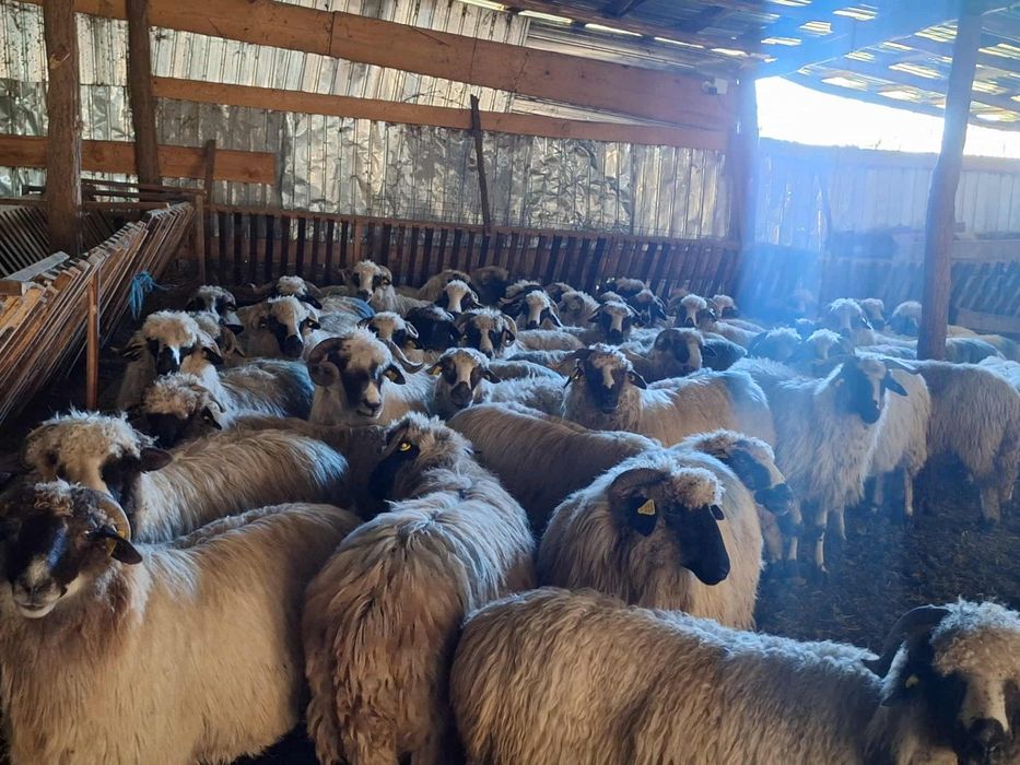 Vând 52 de oi urgent