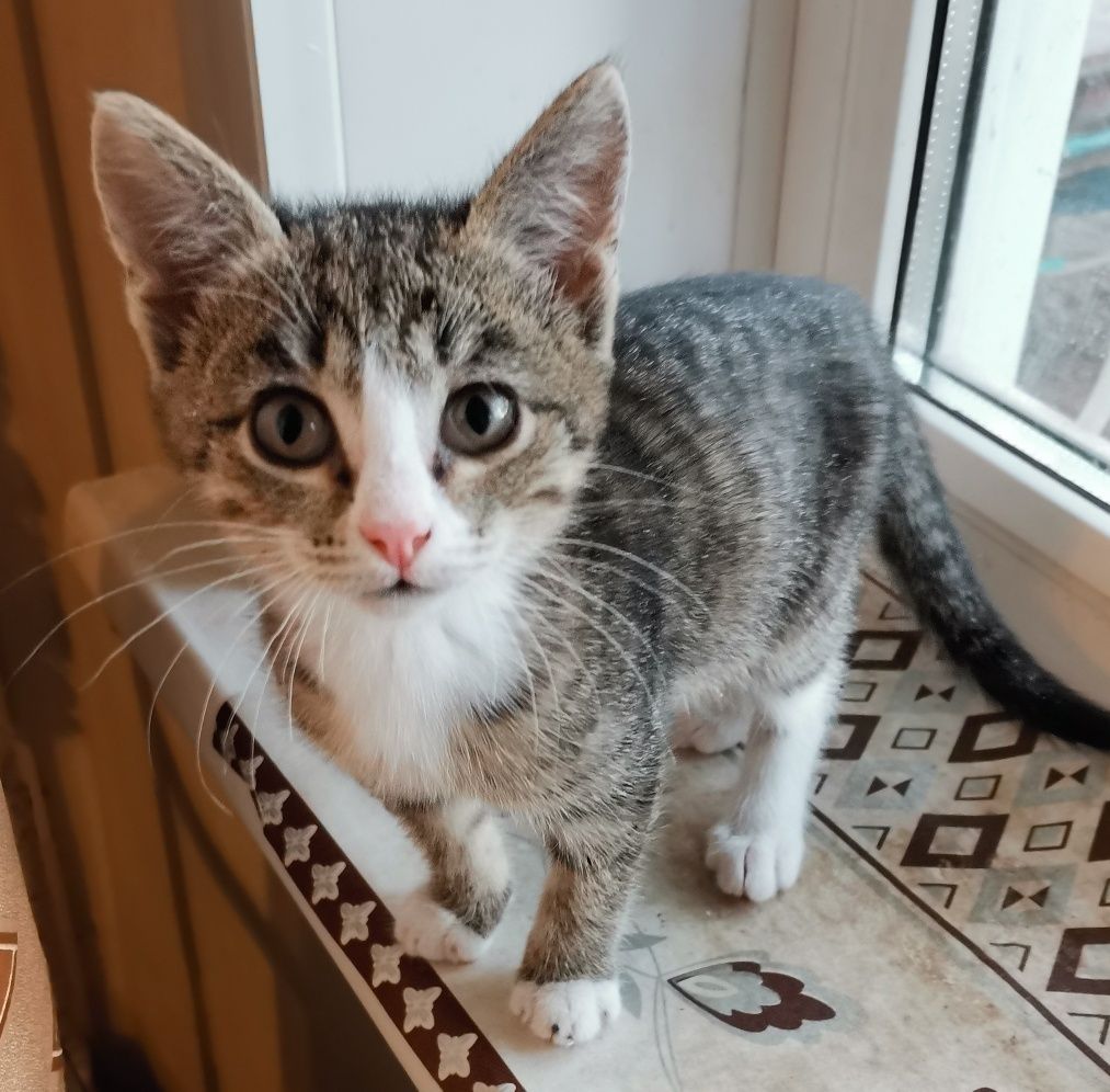 Котенок в добрые руки