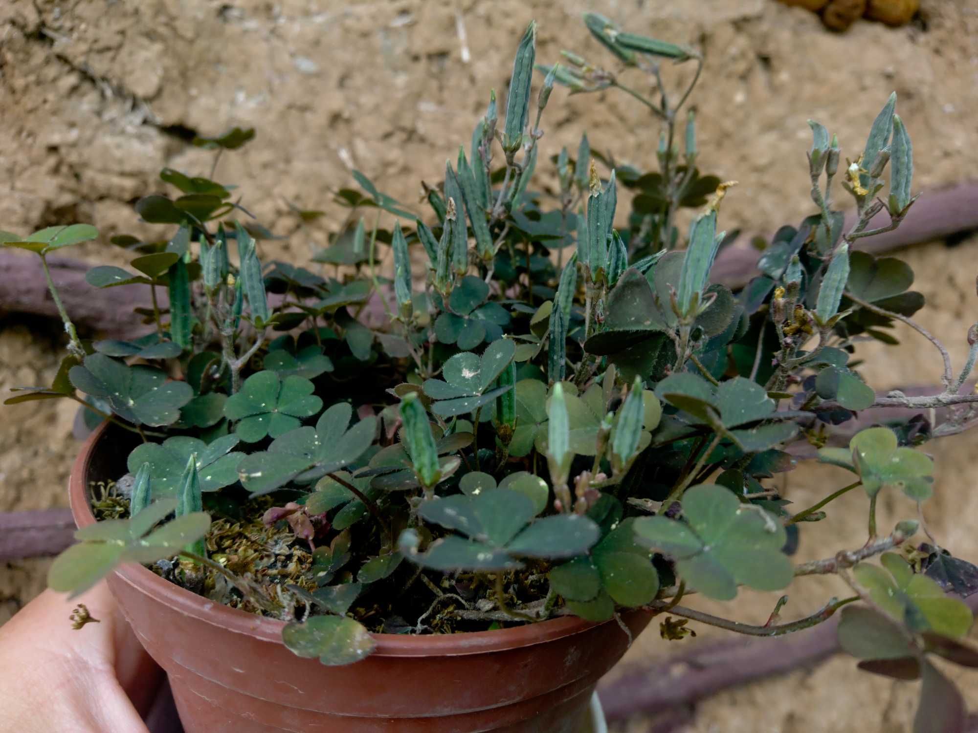 Planta-Floare: Trifoi negru cu flori galbene, la ghiveci.