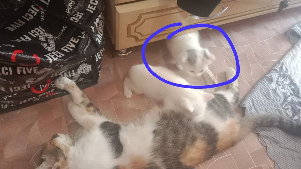 Котята- 1 месяца