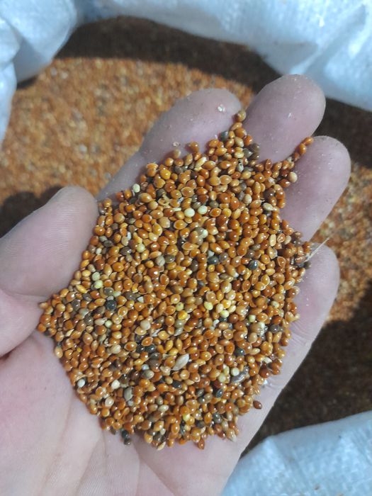 Продам просо в мешках