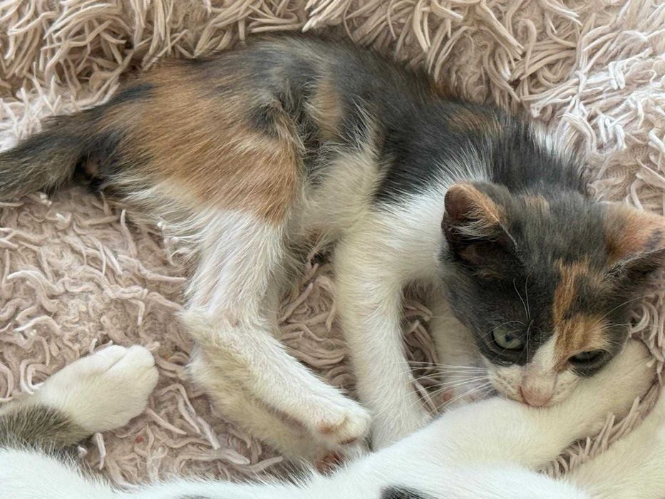 Adoptie pisicuta - ia ma acasa si te voi iubi neconditionat