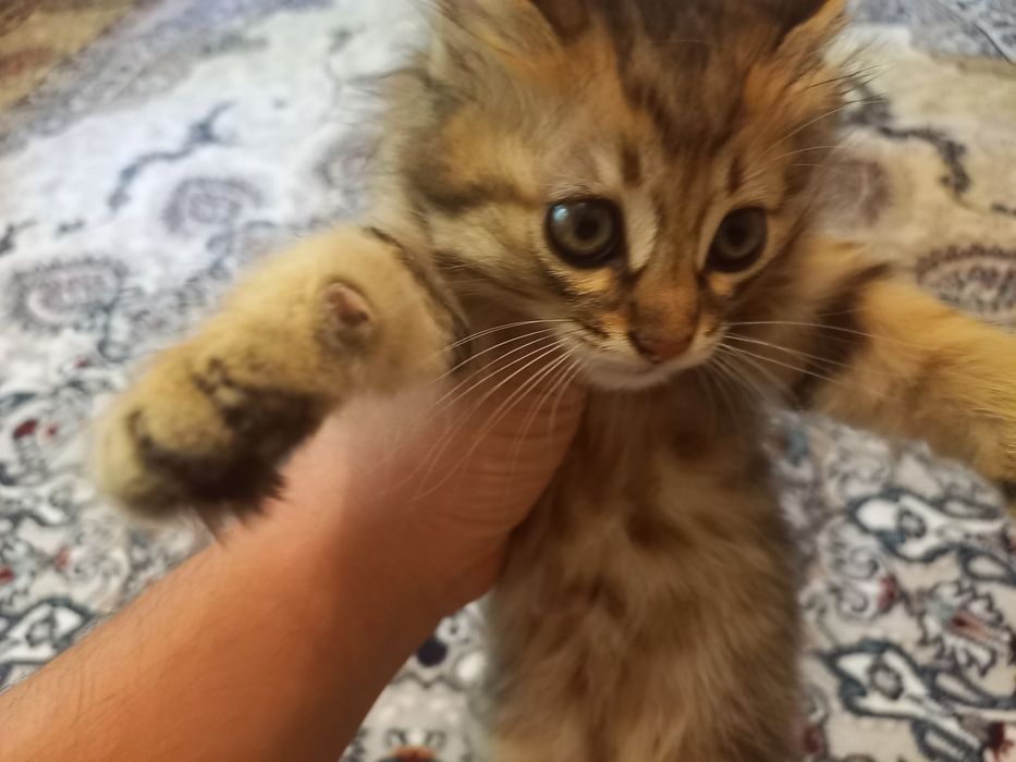 Породистая Кошка с котёнком бесплатно