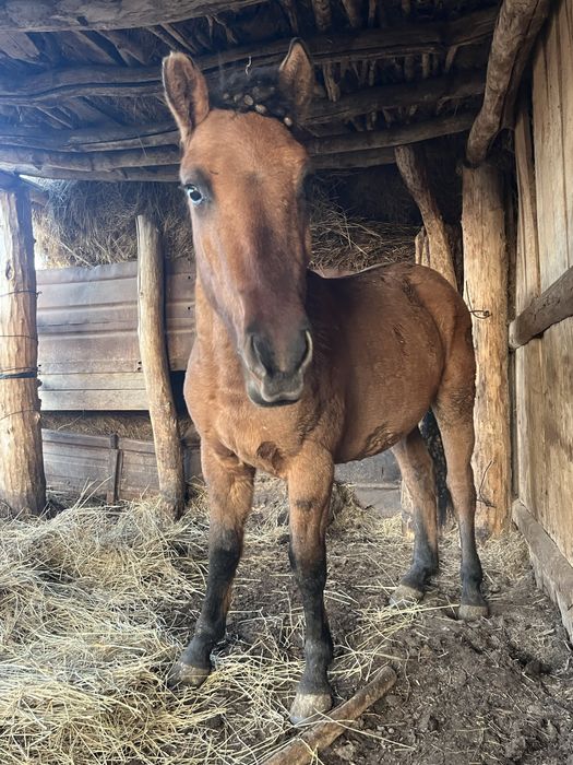 Мұғалжар тай сатылады