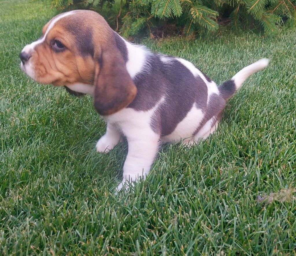 Pui beagle cu certificat pedigree