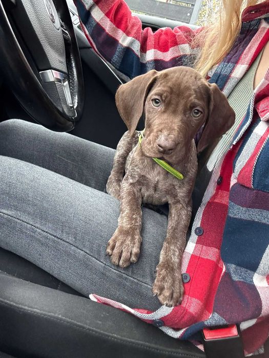 Pui brac german spre adoptie