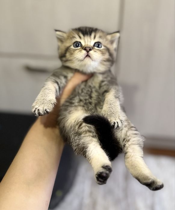 Чистокровные котята