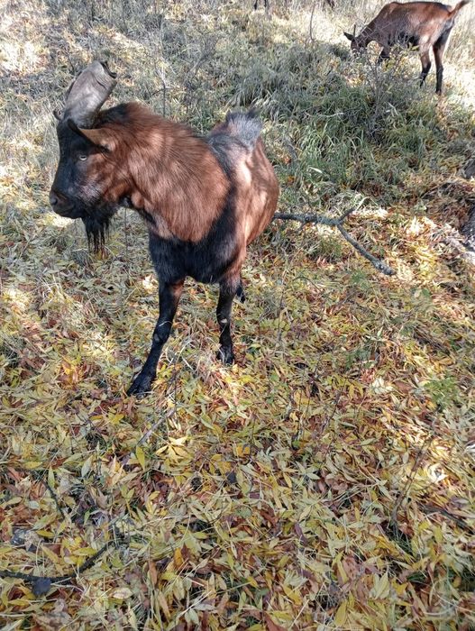 Vand tap alpin francez