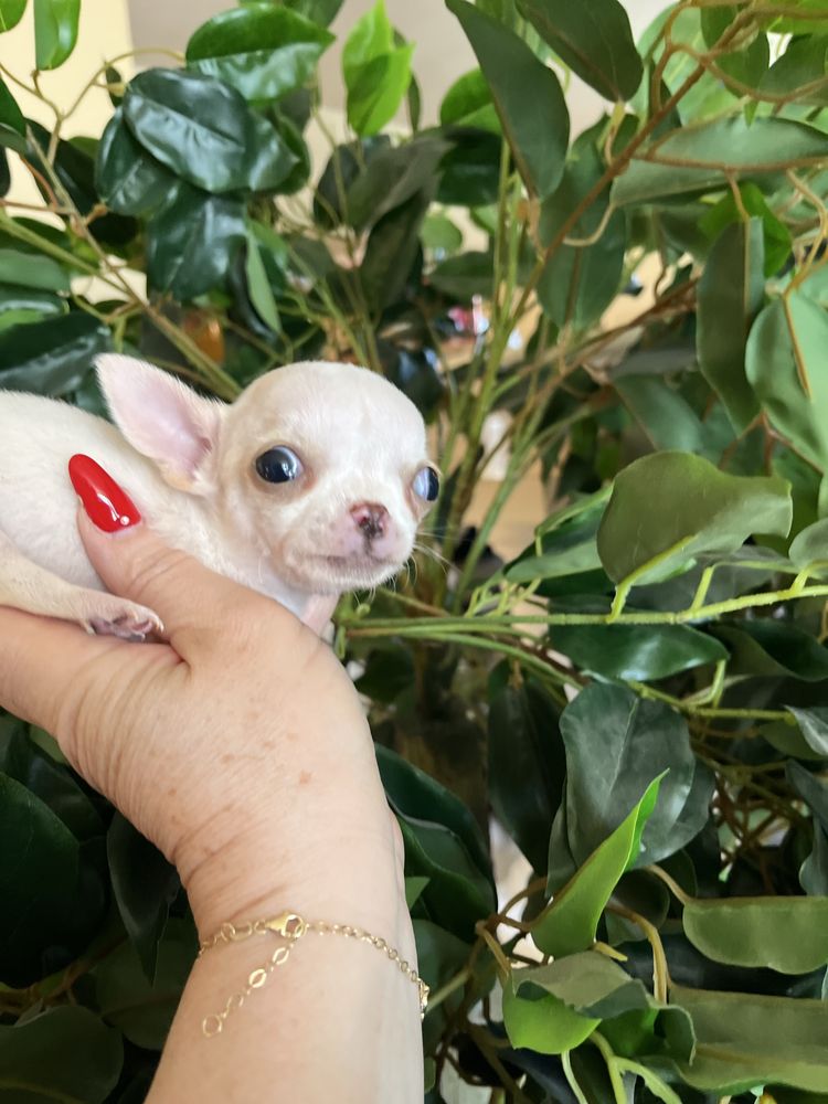 Chihuahua băiețel