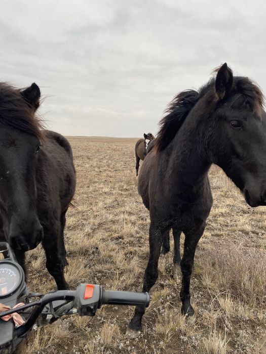 Продам полтарашек тай