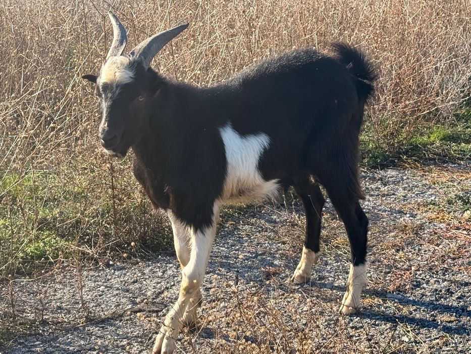 Продавам мъжко ЯРЕ