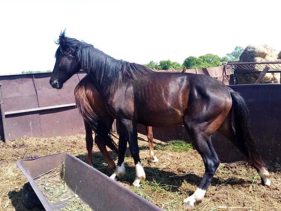 Жеребец крупный 2 года