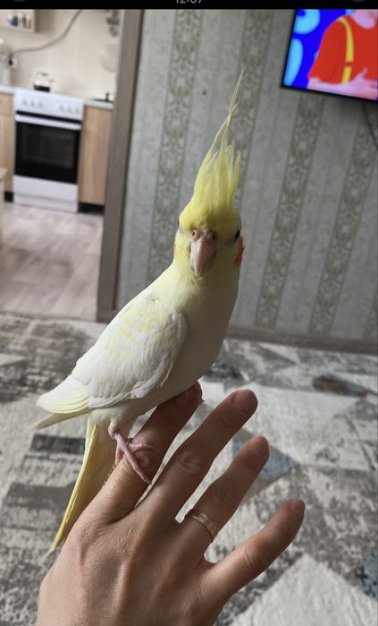 Продам  попугая Карелла говорящий  вмести с клеткой