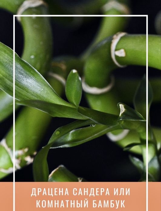 Бамбук Сандериана в продаже