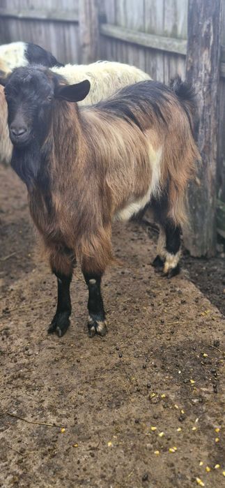 Vand 2 capre un tap si o oaie detalii la nr.