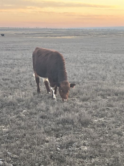 Подсосные телята