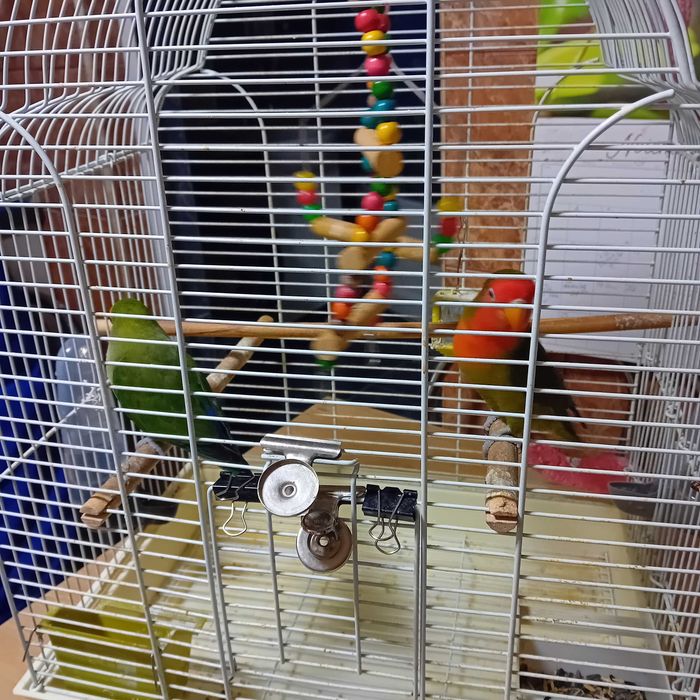 Papagali agapornis cu colivie