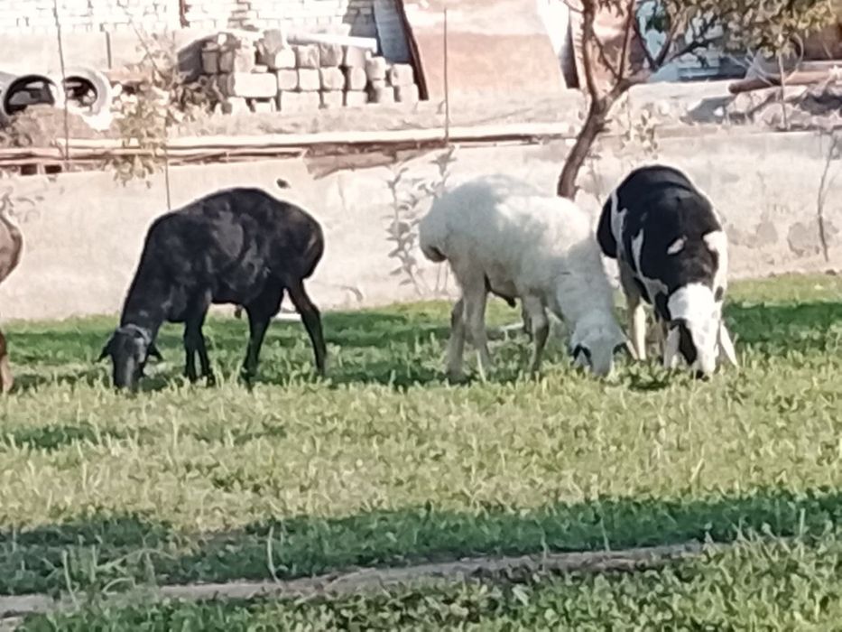 Кучкорлар сотилади