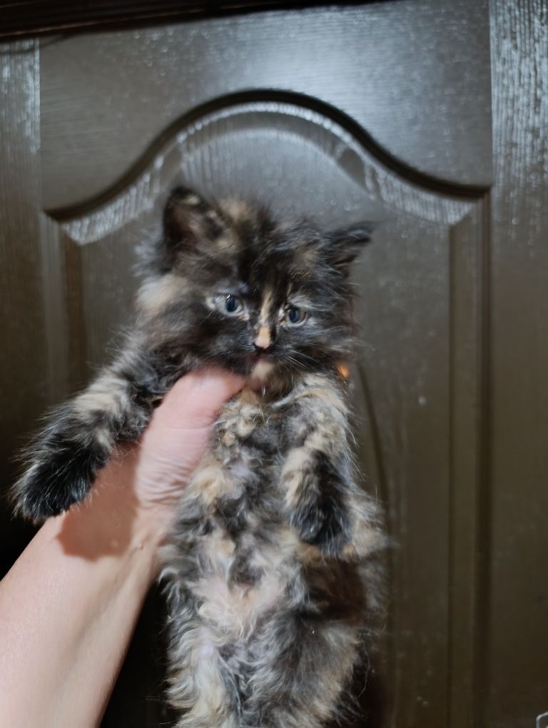 Сибирский котёнок!