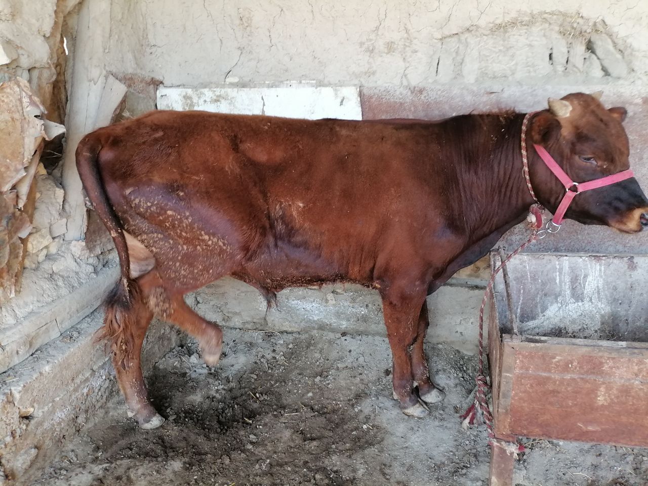 1 yarim yoshar qizil buqa
