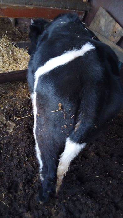 Продам тёлочку 1, 5 месяца