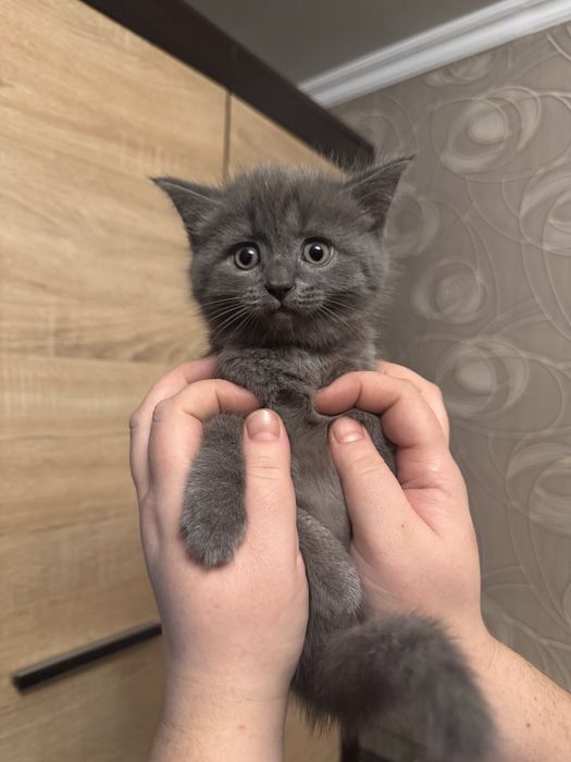 Отдам кошечек в добрые руки