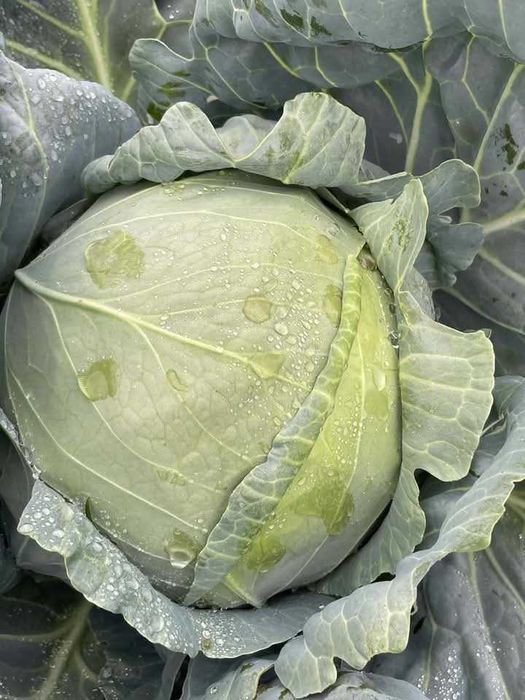 Varza de Buzău de vânzare 1.5 lei kg