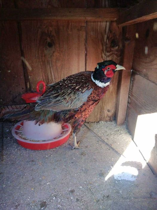 5 cocosei si 5 gainuse fazani comuni din mai 2025