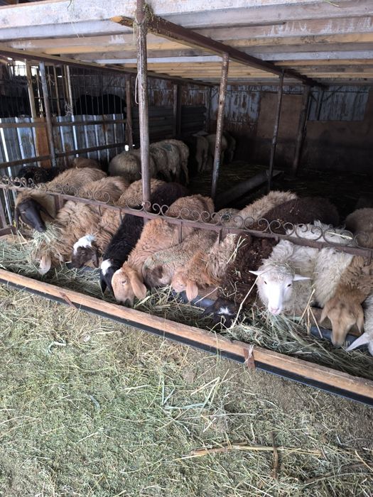 Семіз қой,тоқтылар сатылады