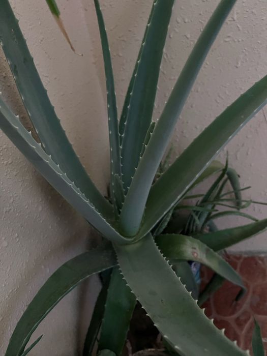 Алоэ  лекарственный, большой,15 летний и меньшего  возраста