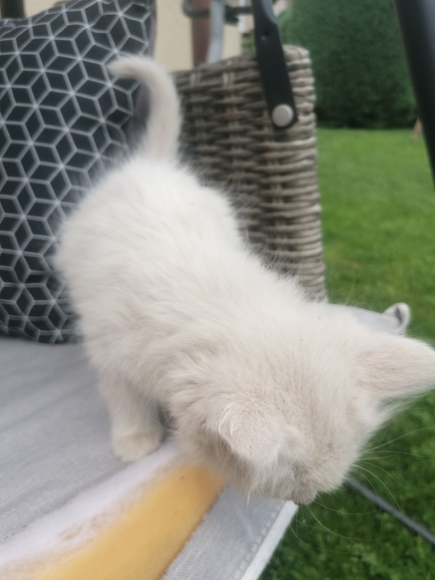Малки котенца, малки