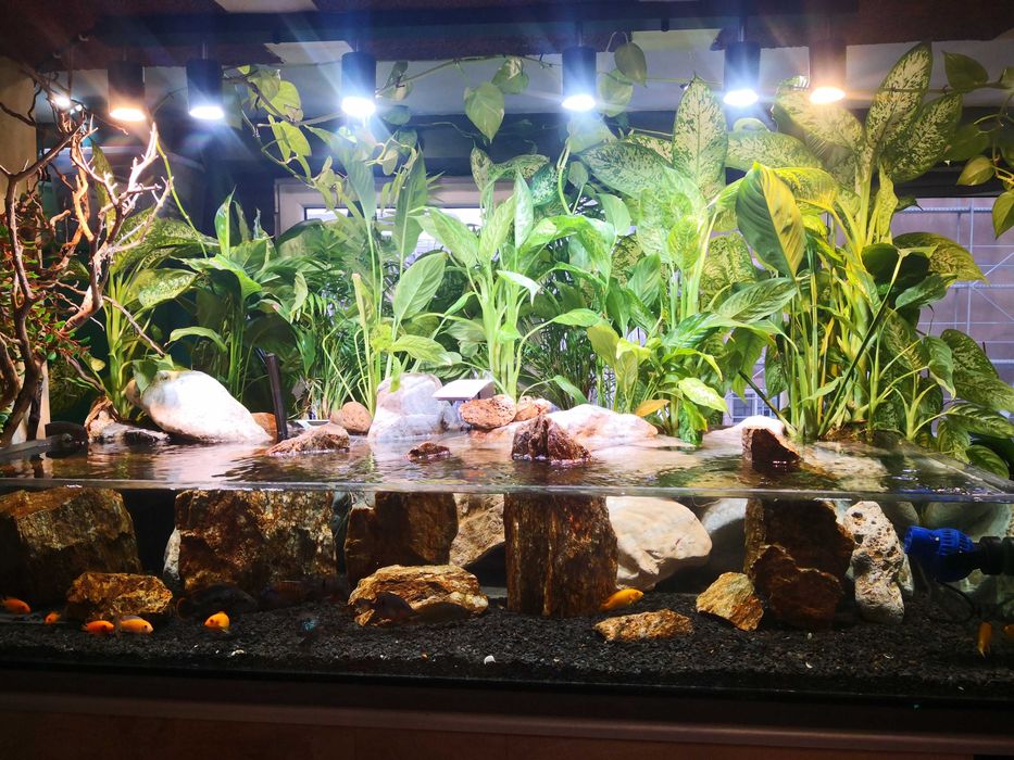 Vand acvarii cu pesti,echipate cu filtre ,roci,nisip,si plante