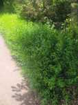 Gard viu Lemn cainesc ( ligustrum vulgare )