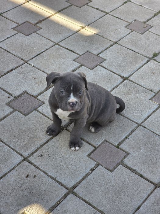 American Staffordshire Terrier