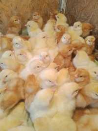 Продам  2 - х недельных цыплят Ломан Браун