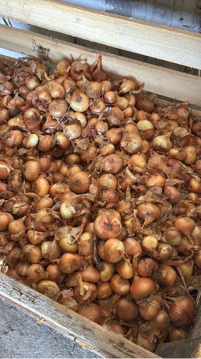 Ceapa romaneasca