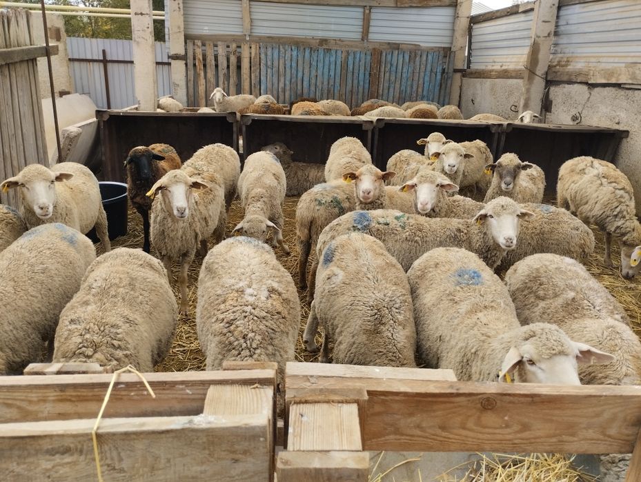 Продажа баран маточные.кой сатылады саулық