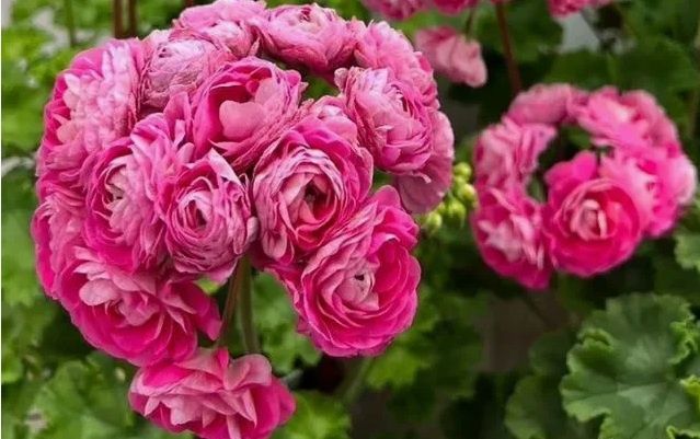 Продам пеларгонию Ириол Сударыня Зоя.