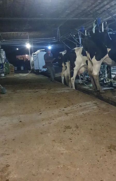 30 голов оптом и в розницу Коровы высоко удойные молочные глубоко стел