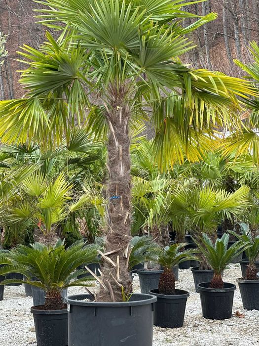 Maslin Bonsai , Palmier Trachycarpus Fortunei , Bananier Musa