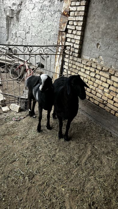 2ta quchqorcha sotiladi